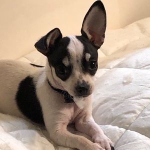 Meet your Posher, Ricky